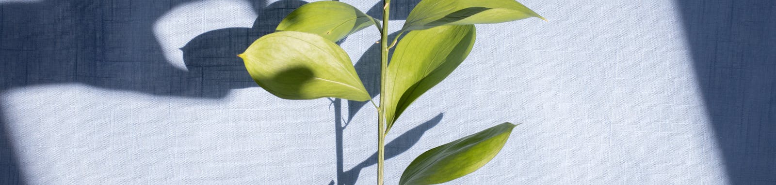 Close-up of HDR gradient test showing crushed blacks vs detailed shadows